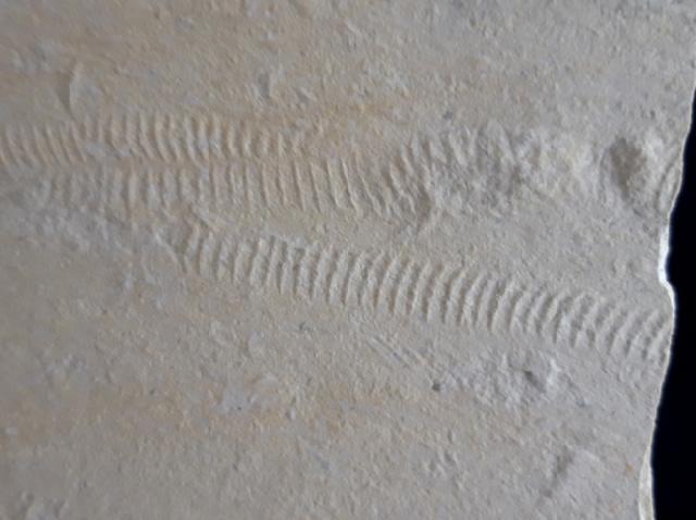 Rollspuren mehrer Ammoniten (Perisphinctes) - Bild &copy; FossNet FossilienStore